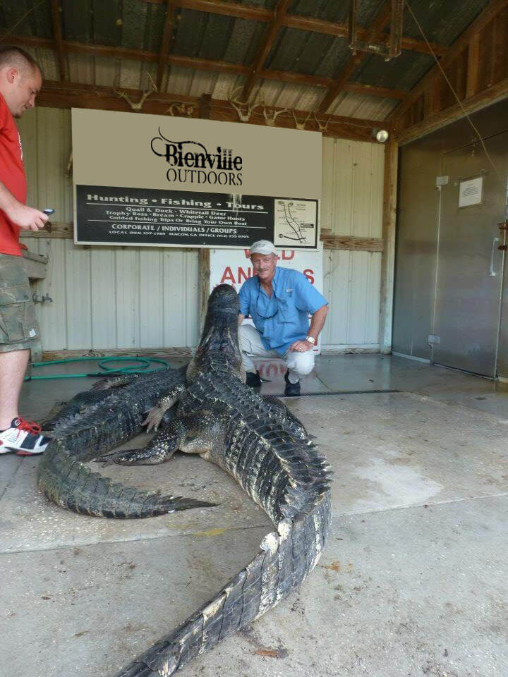 Trophy Gator harvested from Bienville Outdoors