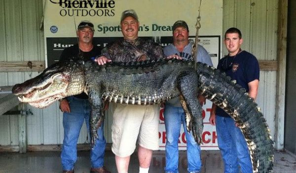 Trophy-Gator-harvested-from-Bienville-Outdoors-1