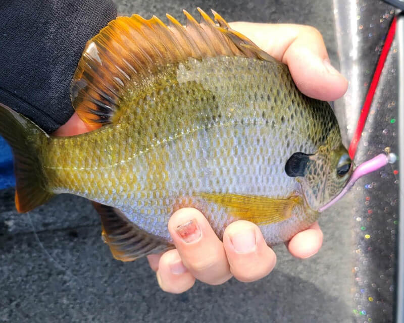 Pan Fishing – Bienville Outdoors